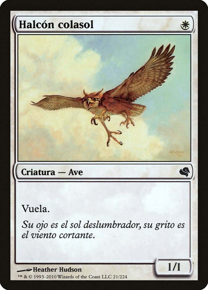 Suntail Hawk (Spanish) - "Halcon colasol"